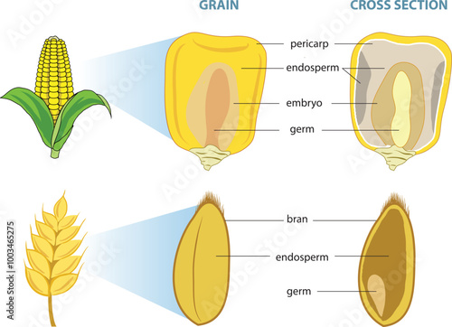 illustration of whole grains cross section