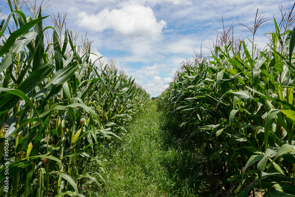 Corn field plantation growing up. Young green corn on the agricultural field. Green corn field with blue sky background. Corn field plantation growing up. Young green corn on the agricultural field. Green corn field with blue sky background.