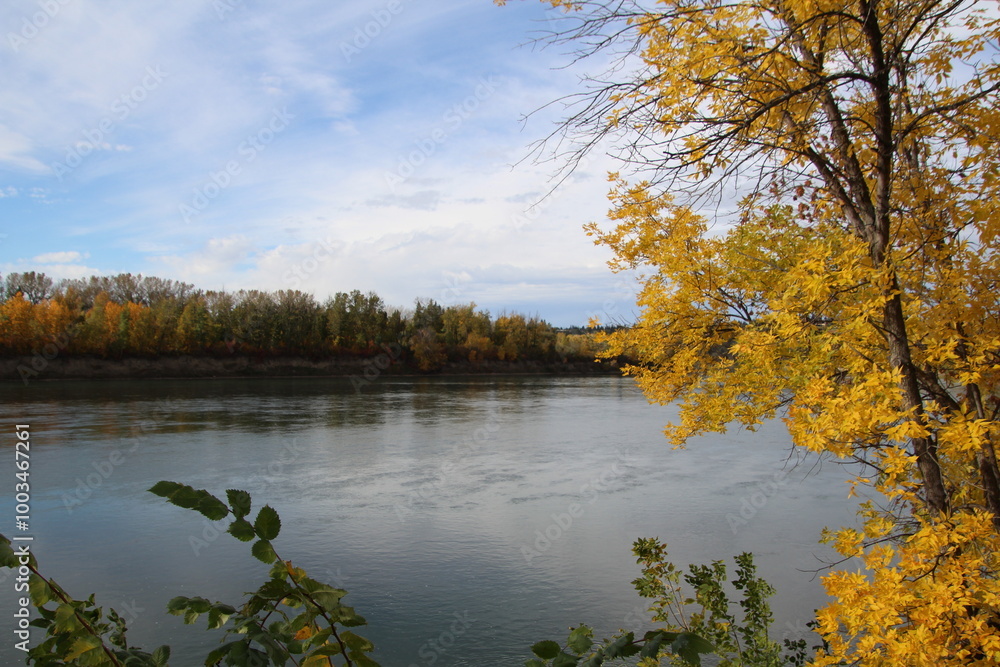 Fototapeta premium autumn trees reflected in water