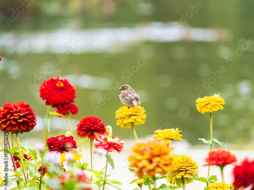 Small sparrow bird sits on bright flowers in sunny garden photo