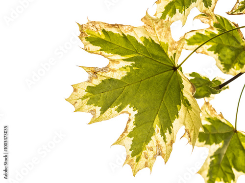 Green and white foliage of Norway Maple 'Drummondii' - Acer platanoides Variegata photo