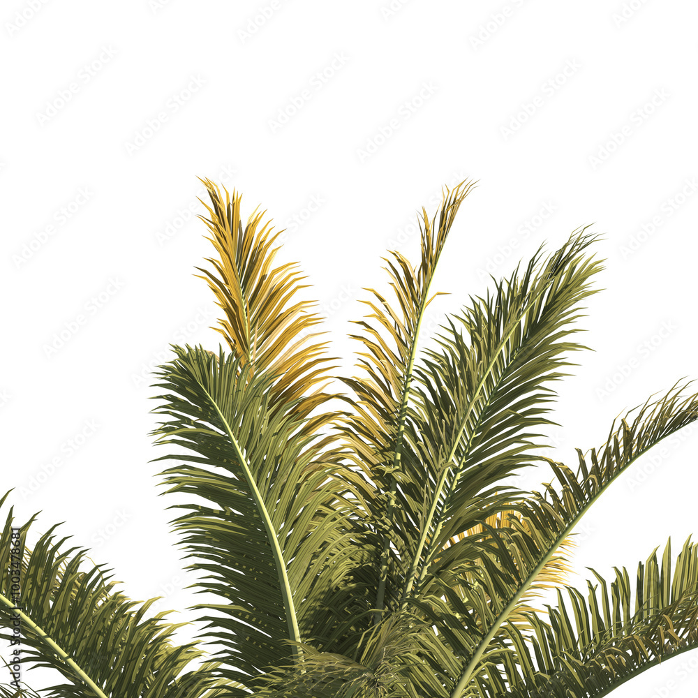 Palm tree branch isolated on transparent background. green leaf Palm tree branch isolated on transparent background. Corner Palm tree isolated on transparent background. Palm leaves for corner. Palm tree branch isolated on transparent background. green leaf Palm tree branch isolated on transparent background. Corner Palm tree isolated on transparent background. Palm leaves for corner.