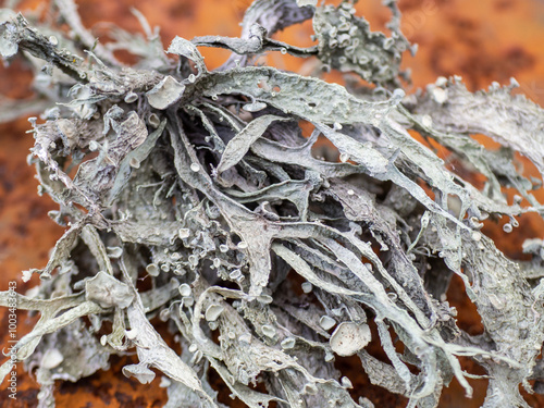 Ramalina leptocarpha or strap lichen. Species of cartilage lichen. A composite organism arising from algae and fungi living in a symbiotic relationship photo