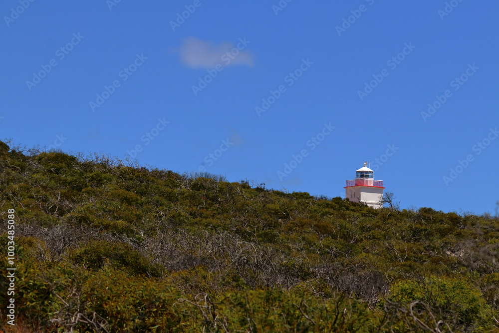 kangaroo island kangaroo island
