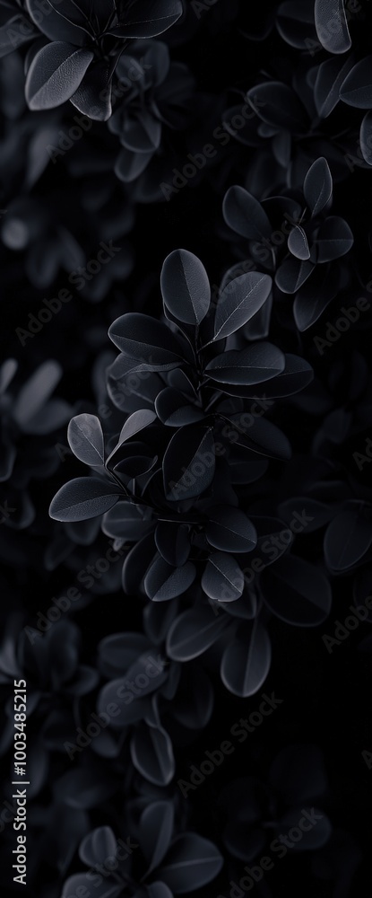 Dark leaves in focus Dark leaves in focus