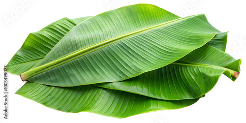 Green fresh banana leaves on white background, png photo