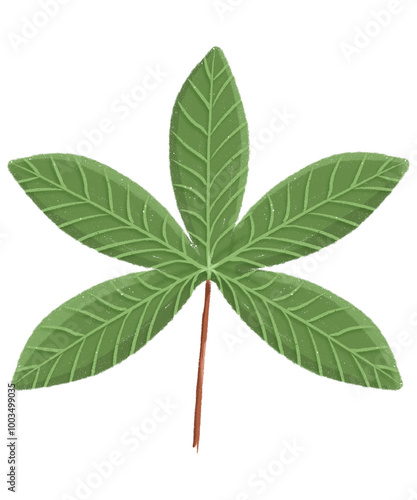 Obraz na płótnie leaves venation palmate