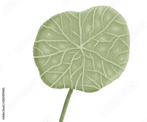 Obraz na płótnie leaves venation rotate