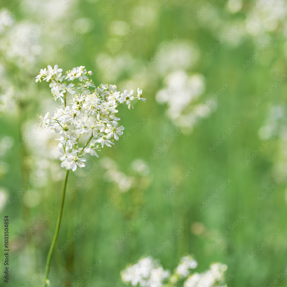Flowering plant with white flowers grow on meadow or green field, closeup botanical scenic, beauty nature summer wallpaper, floral background. Filipendula ulmaria for herb medicine as medical remedy Flowering plant with white flowers grow on meadow or green field, closeup botanical scenic, beauty nature summer wallpaper, floral background. Filipendula ulmaria for herb medicine as medical remedy