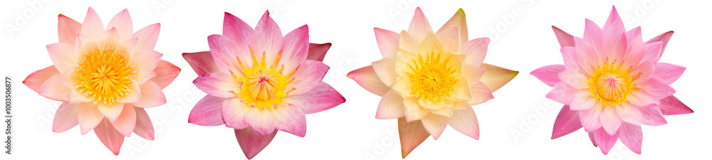 Colorful lotus flowers isolated on a white background. Colorful lotus flowers isolated on a white background.