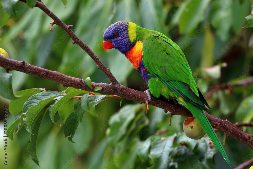 rainbow lorikeet