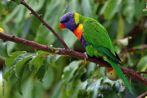 Obraz na płótnie rainbow lorikeet w salonie