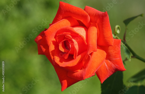 Rose red flower plant macro photo