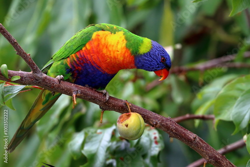 rainbow lorikeet