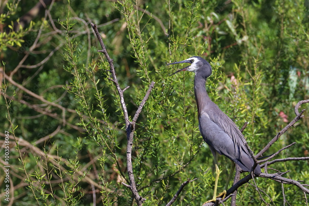 Fototapeta premium white-faced heron