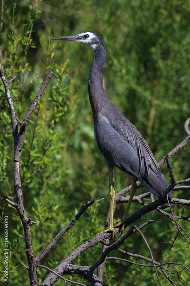 white-faced heron