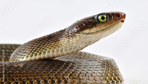 False water cobra snake on white background photo