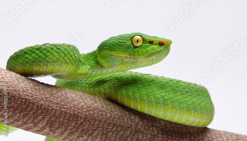 White-lipped pit viper snake on white background