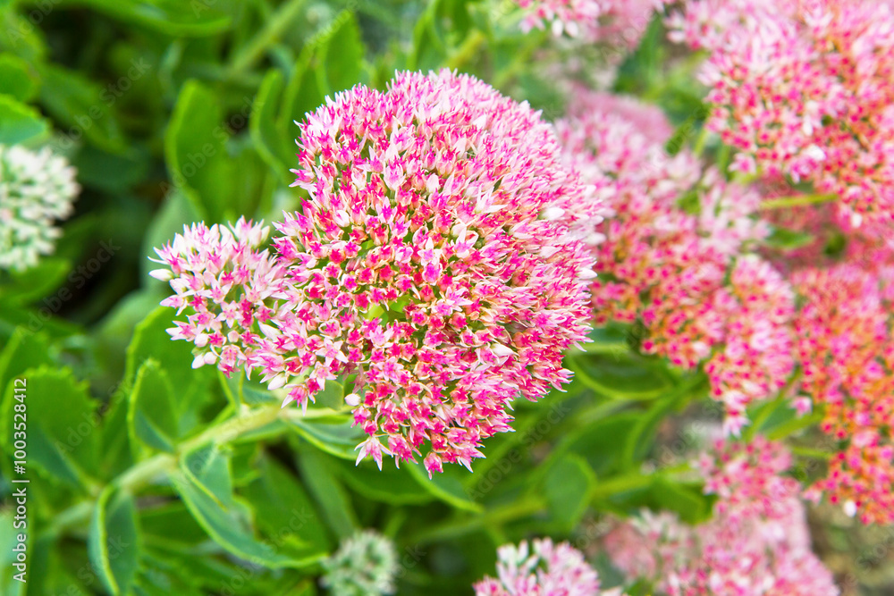 Beautiful inflorescences of the ornamental plant Sedum. Pink Sedum flower in a flower bed in the garden. Beautiful inflorescences of the ornamental plant Sedum. Pink Sedum flower in a flower bed in the garden.