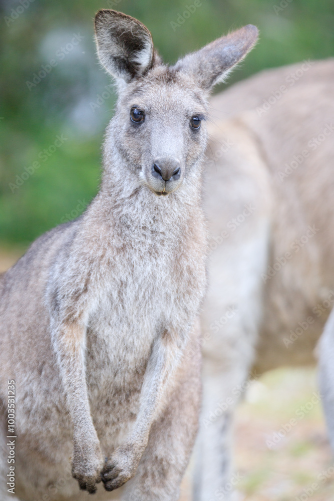 Close-Up of a Curious Kangaroo in Natural Habitat Close-Up of a Curious Kangaroo in Natural Habitat