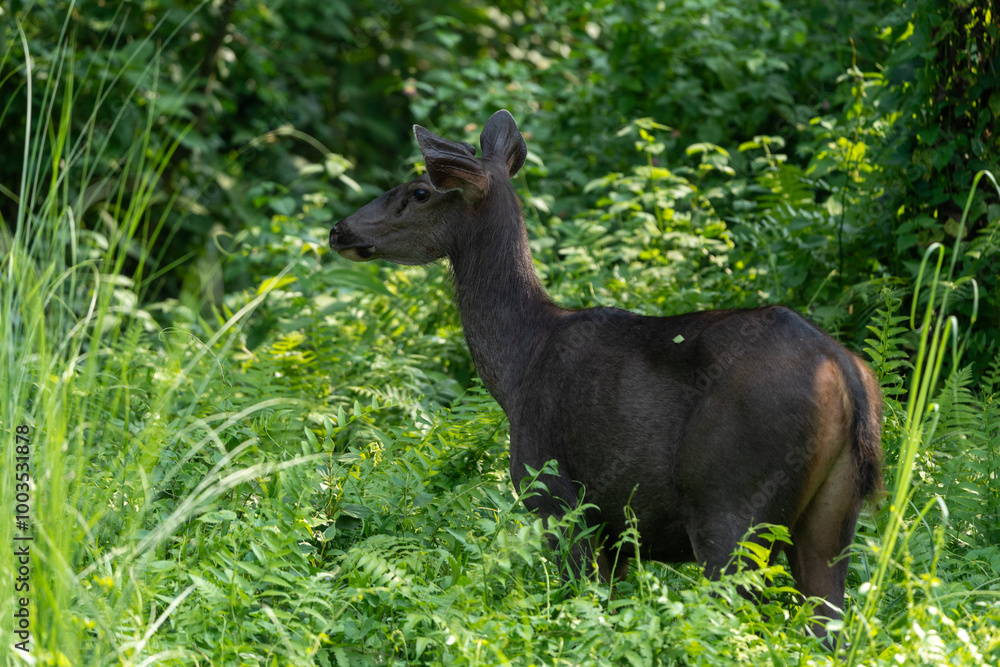 Fototapeta premium Sambar Deer (Rusa unicolor) in jungle. The sambar is a large deer native to the Indian subcontinent and Southeast Asia.