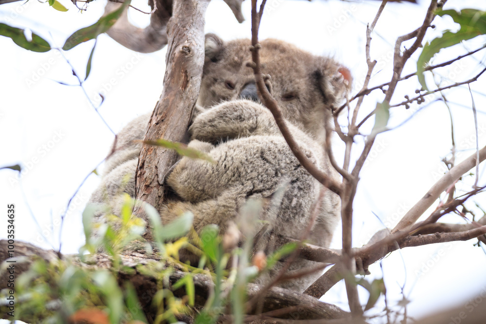 Fototapeta premium Koala Resting Comfortably in a Tree Branch