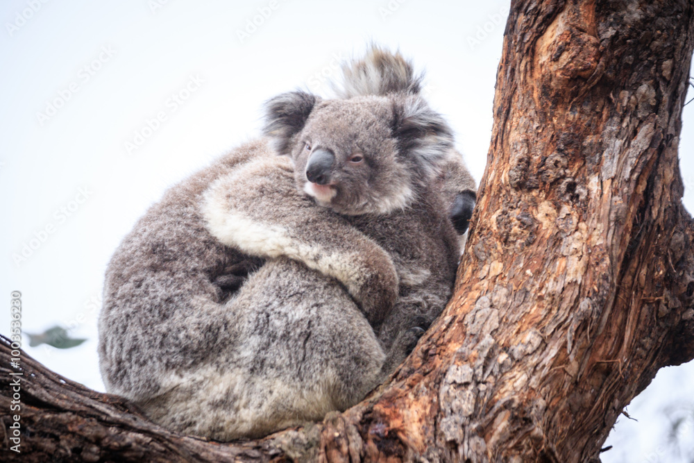 Naklejka premium Loving Koala Mother Cuddling Her Joey in a Eucalyptus Tree