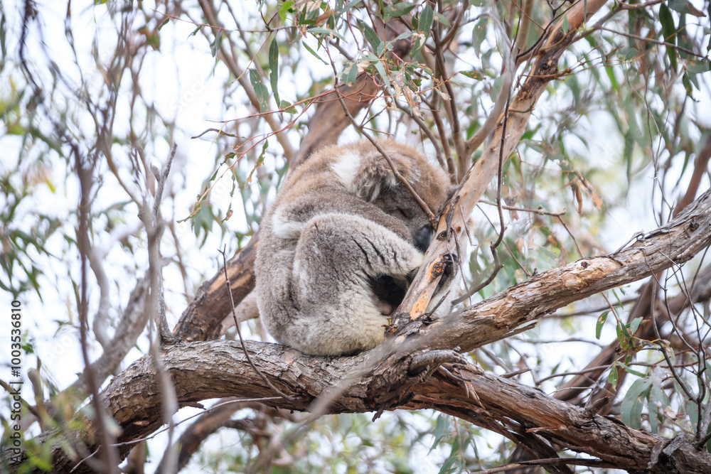Fototapeta premium Resting Koala Relaxing on a Tree Branch in the Wild