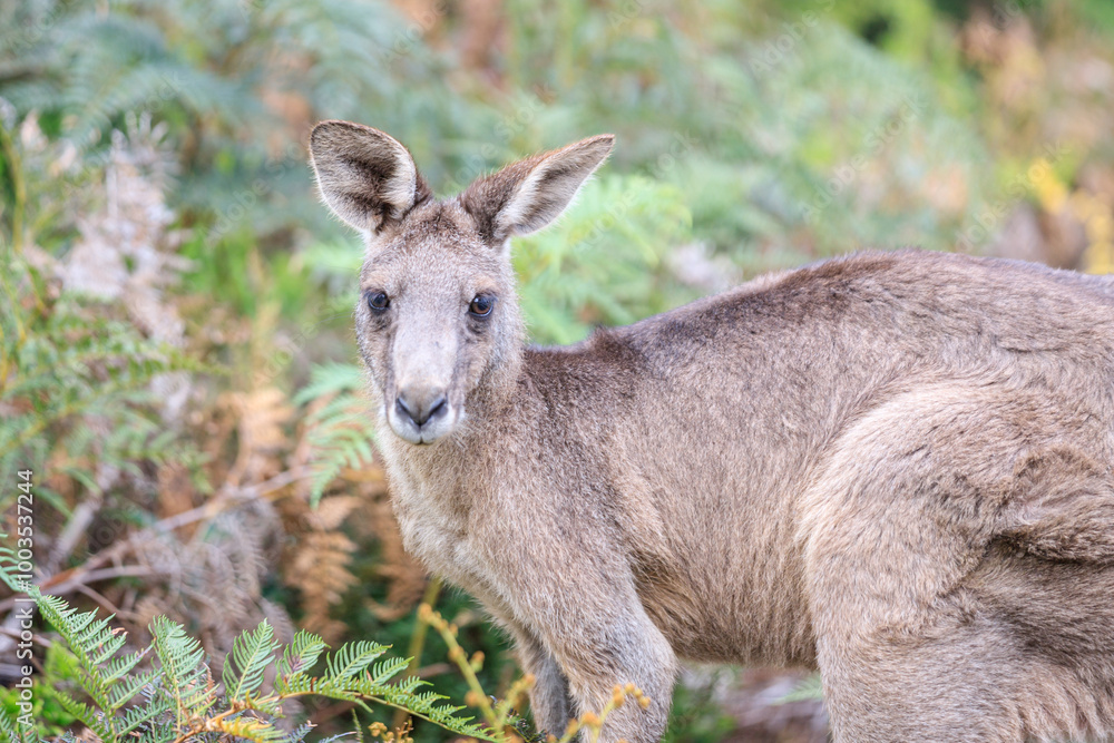 Fototapeta premium Curious Eastern Grey Kangaroo Peering Through the Ferns