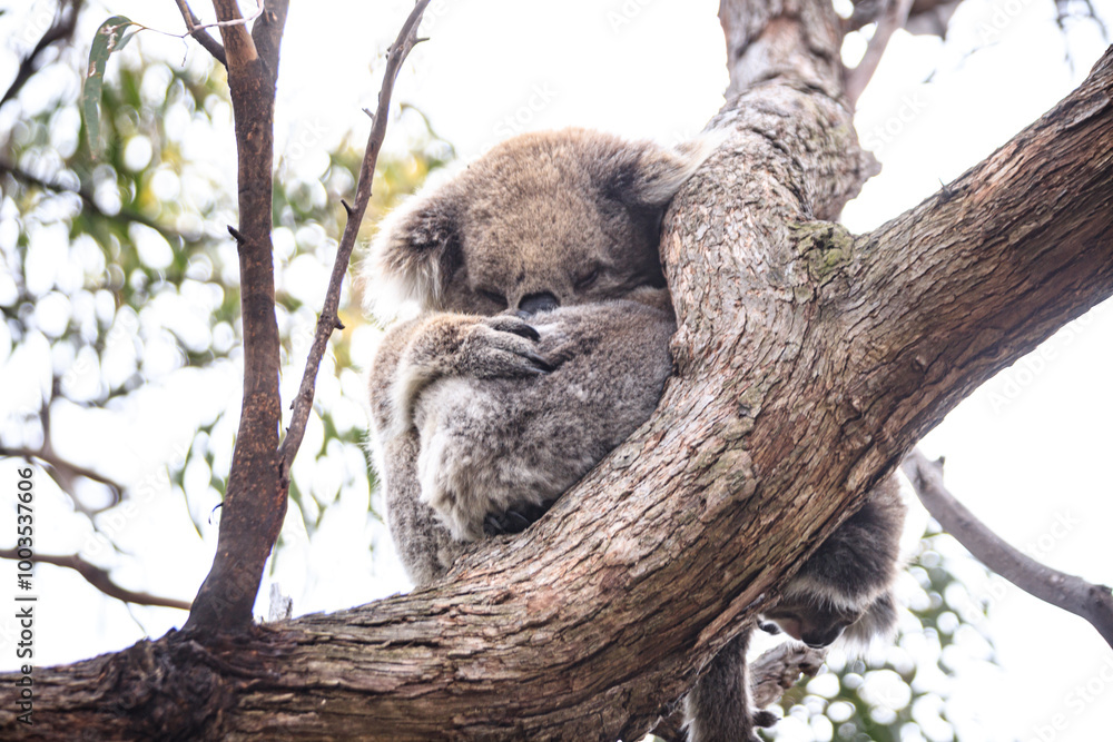 Obraz premium Sleeping Koala Resting Peacefully on a Tree Branch