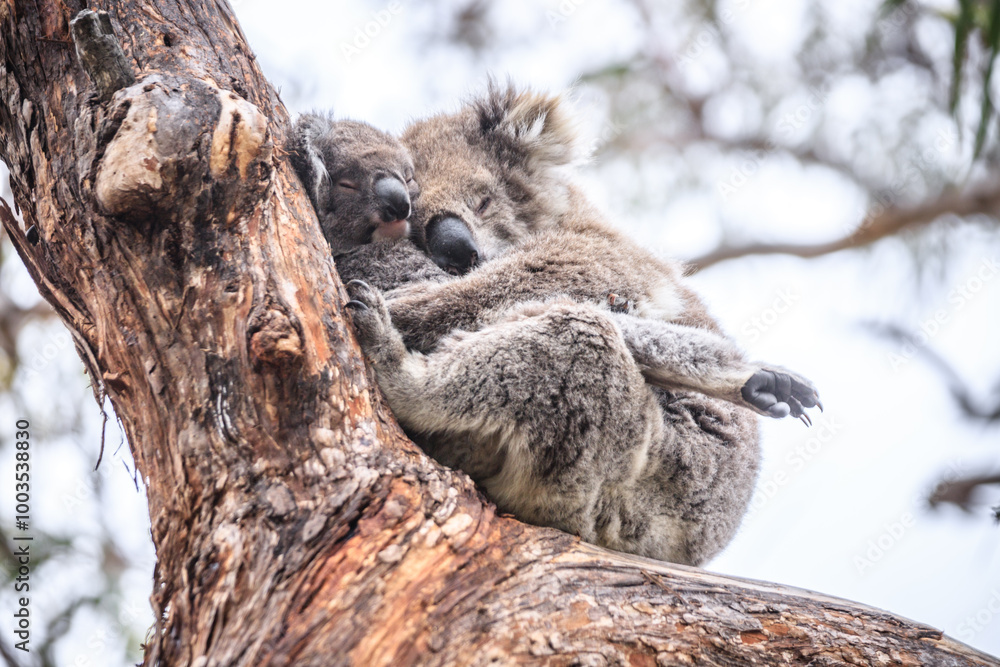 Fototapeta premium Loving Koala Mother Cuddling Her Joey in a Eucalyptus Tree