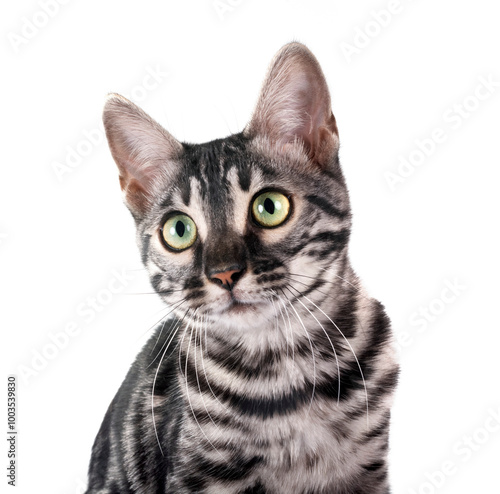 bengal kitten in studio photo