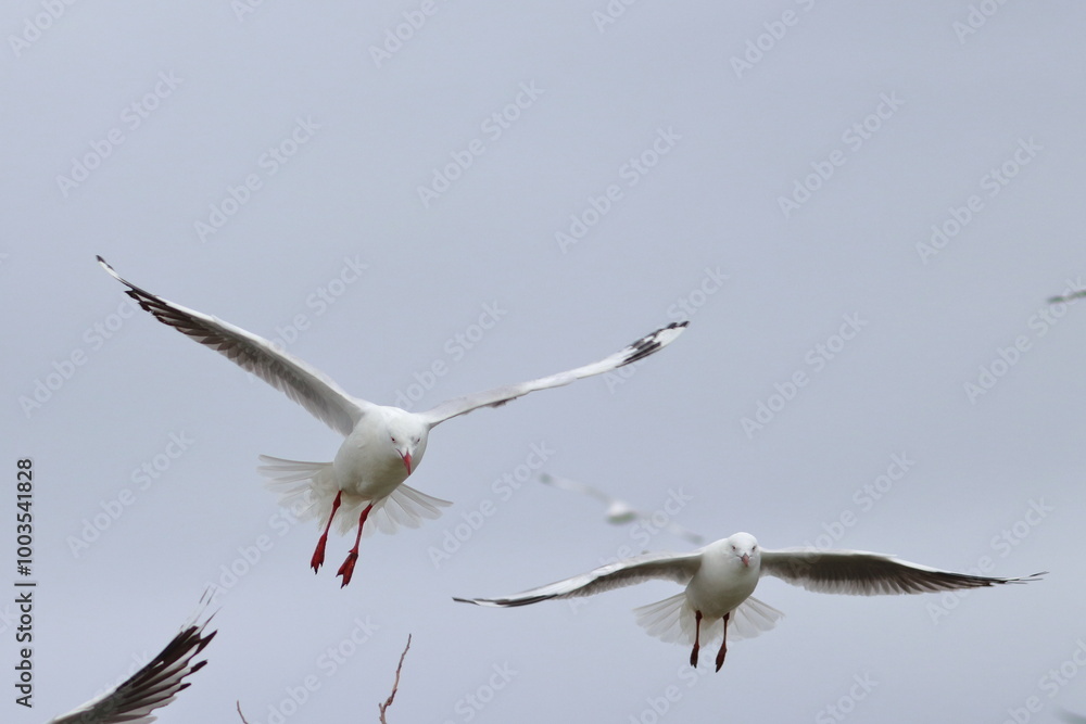 Fototapeta premium tern