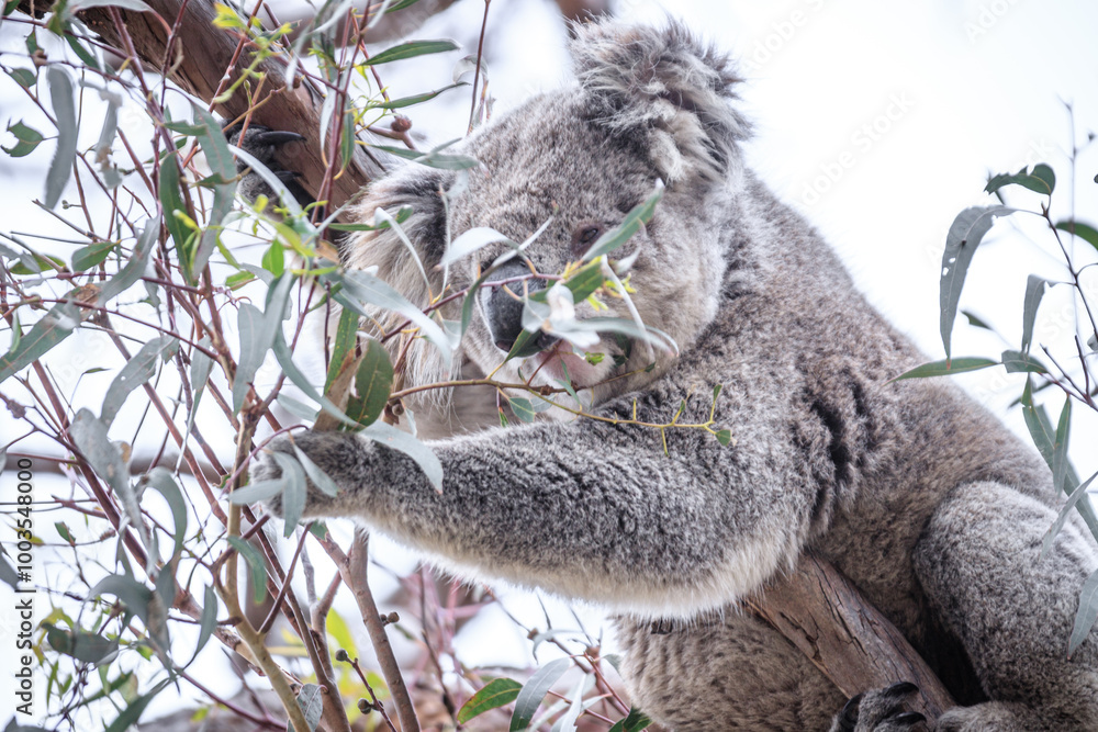 Obraz premium Koala Enjoying Eucalyptus Leaves High in a Tree, Raymond Island, Victoria, Australia