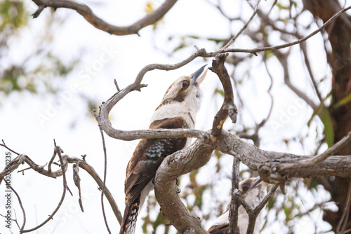 Kookaburra Perched on Twisted Branches in Natural Habitat, Raymond Island, Australia