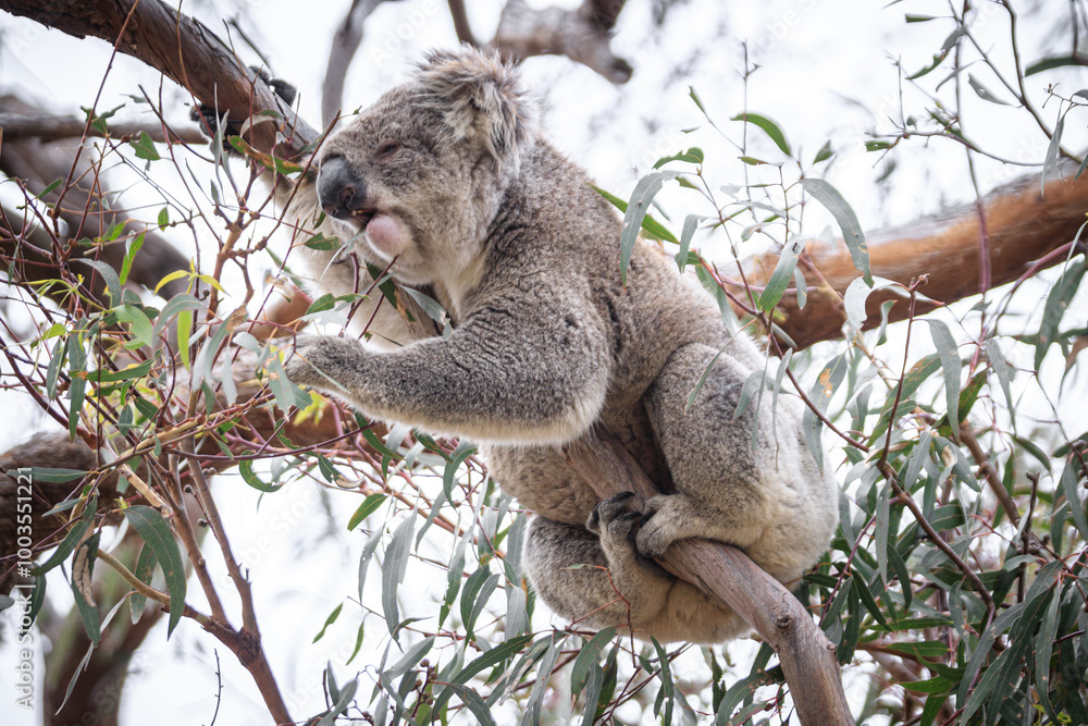 Fototapeta premium Koala Enjoying Eucalyptus Leaves High in a Tree, Raymond Island, Victoria, Australia