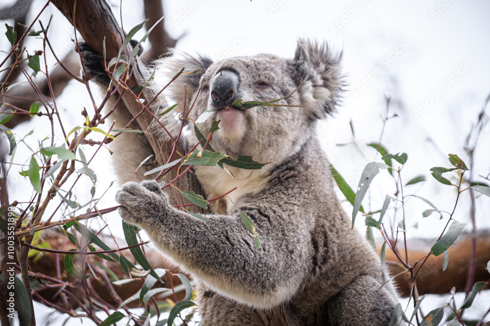 Fototapeta premium Koala Enjoying Eucalyptus Leaves High in a Tree, Raymond Island, Victoria, Australia