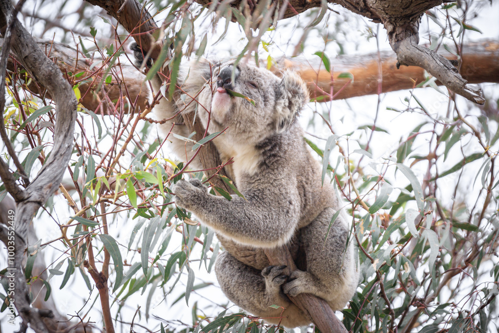 Obraz premium Koala Enjoying Eucalyptus Leaves High in a Tree, Raymond Island, Victoria, Australia