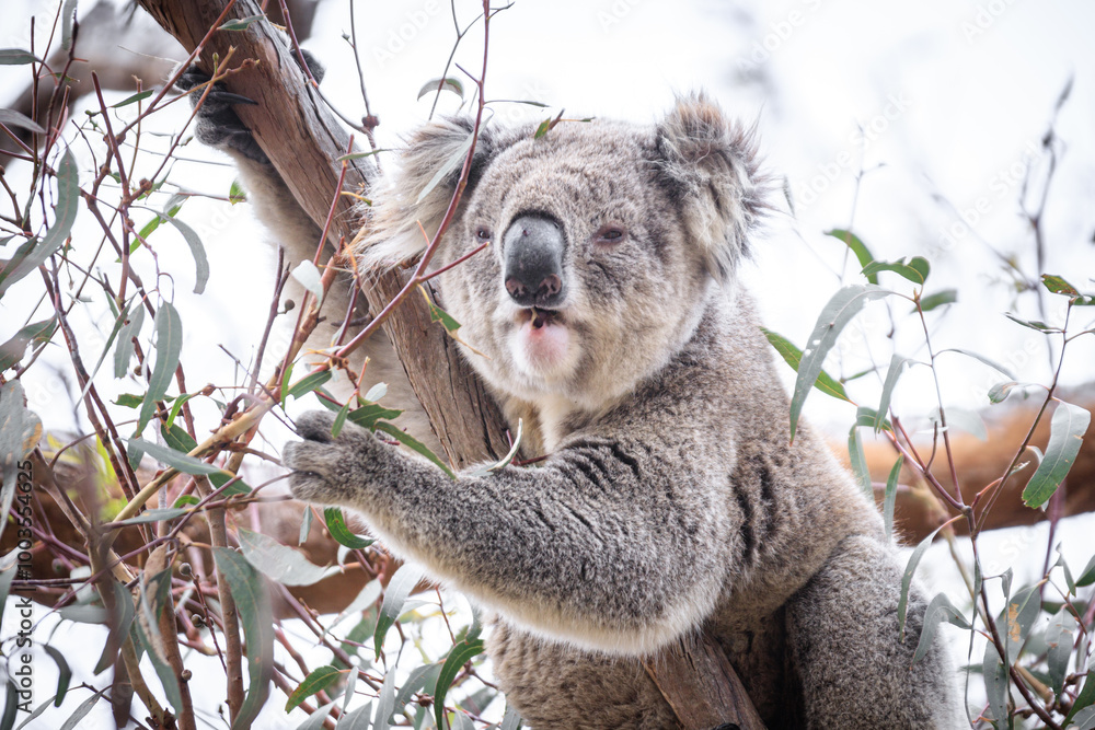 Fototapeta premium Koala Enjoying Eucalyptus Leaves High in a Tree, Raymond Island, Victoria, Australia