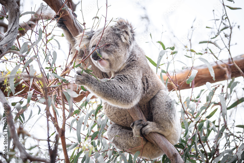 Fototapeta premium Koala Enjoying Eucalyptus Leaves High in a Tree, Raymond Island, Victoria, Australia