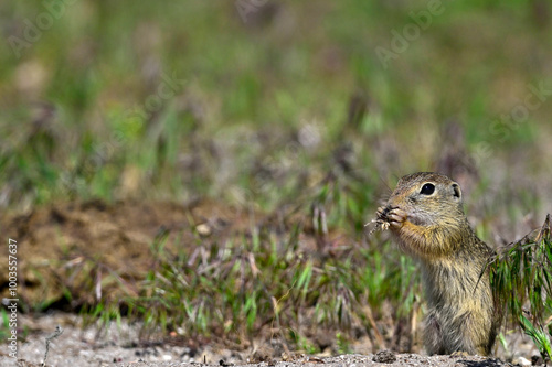 Europäischer Ziesel // European ground squirrel (Spermophilus citellus) - Donaudelta, Rumänien photo