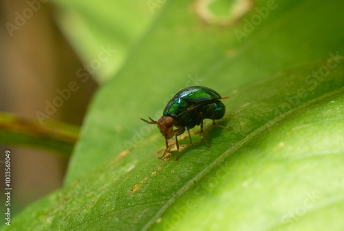 macro of a green bug