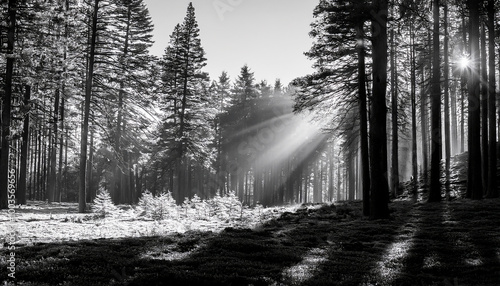 A serene forest scene in black and white, where tall trees, unrefined in their beauty, depend on the interplay of light. photo