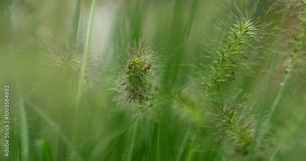 A close-up shot captures, dwarf mountain grass also called the Pennisetum alopecuroides, gently moving in a backyard garden as the wind blows through, creating a serene and natural atmosphere. A close-up shot captures, dwarf mountain grass also called the Pennisetum alopecuroides, gently moving in a backyard garden as the wind blows through, creating a serene and natural atmosphere.
