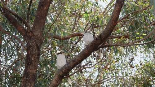 Kookaburras sitting in gum tree of Australian backyard