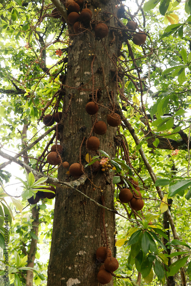Fototapeta premium Couroupita guianensis, known as cannonball tree,is a deciduous tree in the flowering plant familyLecythidaceae. potential medicinal uses and cultural and religious significance