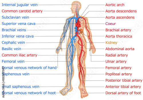 血管分布　動脈　静脈　イラスト　英語 photo