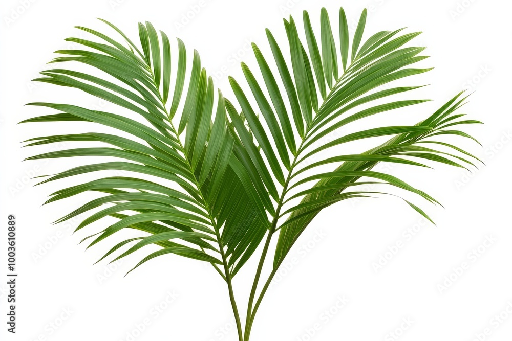 Transparent PNG featuring a tiny palm leaf tree with a white background. Transparent PNG featuring a tiny palm leaf tree with a white background.