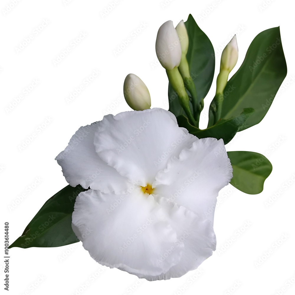 Obraz premium abernaemontana divaricata. white rose isolated on white