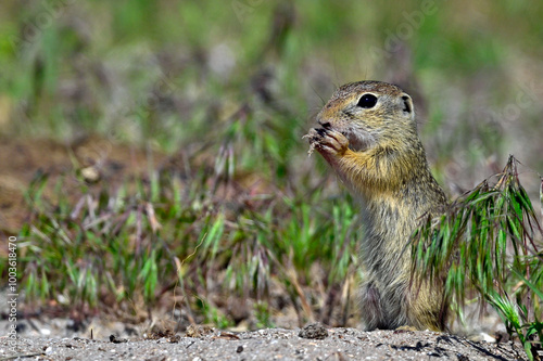 European ground squirrel // Europäischer Ziesel (Spermophilus citellus) - Danube Delta, Romania photo